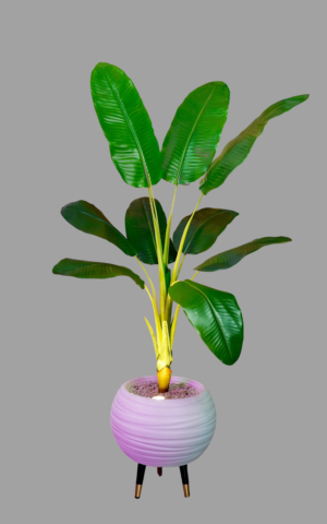 bananier tropica™ (164cm) photoroom (1)