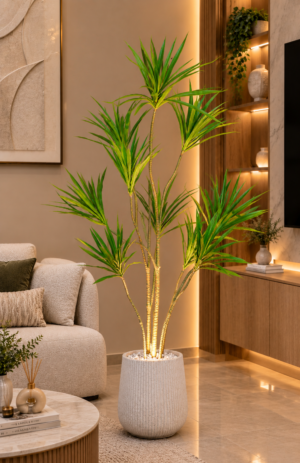 Dracaena-Marginata