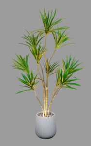dracaena marginata ™ (155cm) photoroom