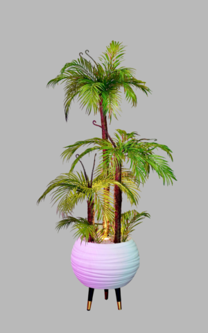 palmier prestige™ photoroom